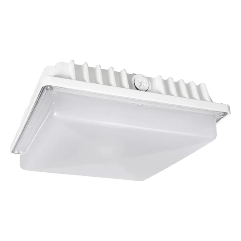 beeslighting12656388