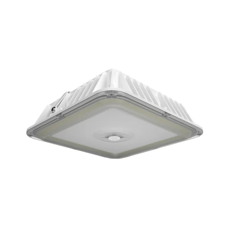 beeslighting12656830